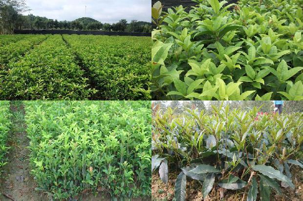 20公分桂花树可以卖多少钱1675905893988
