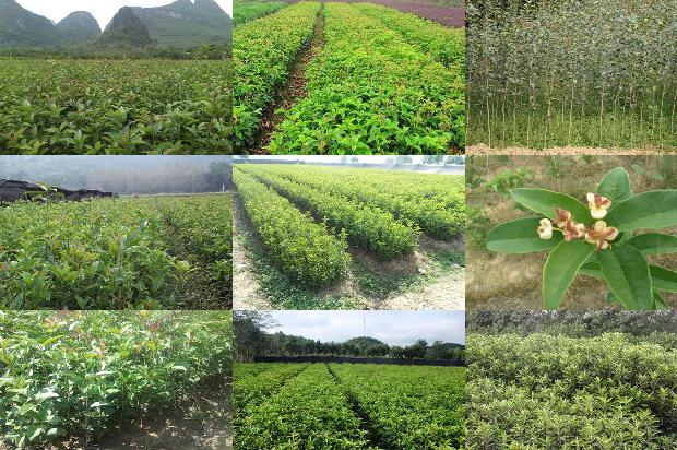 20公分桂花树可以卖多少钱1675905893994