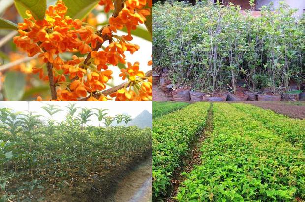 12公分桂花树报价1675987893731