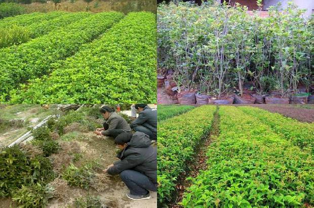 12公分桂花树报价1675987893737
