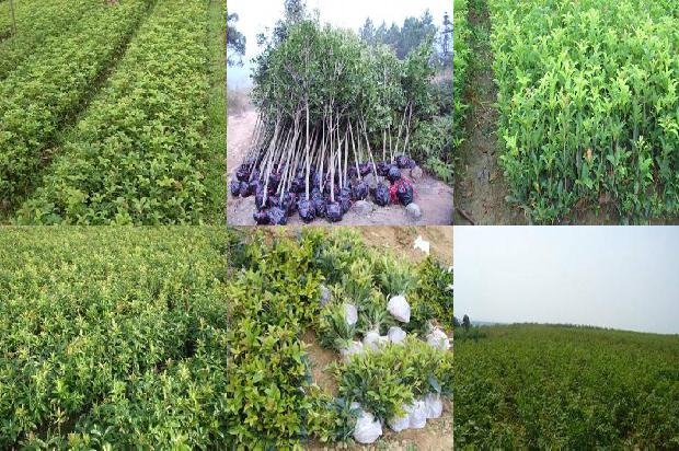桂花植物笔记1688948789472