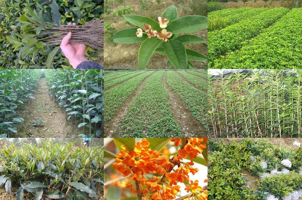 5公分桂花树报价1675988705330