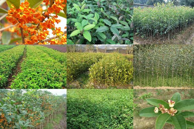 桂花树1.5米的价格1675989126068