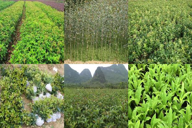 桂花树批发价格多少1675989178847