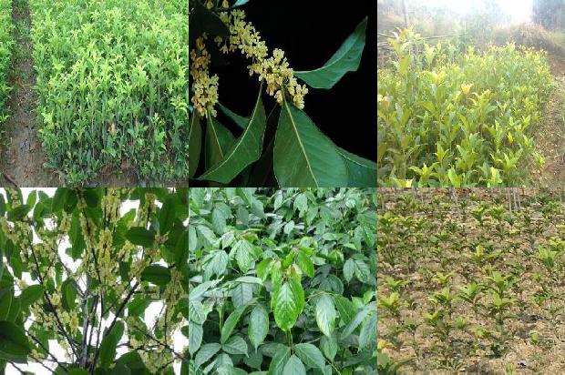 桂花茶的禁忌1688949008706