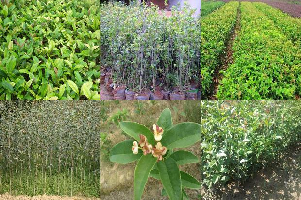 桂花树12公分直径价格1675989773769