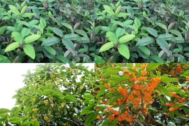 8公分的桂花树价格1675990057795