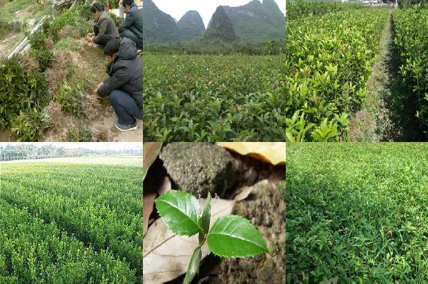 桂花树价格2020最新价格1675990177089