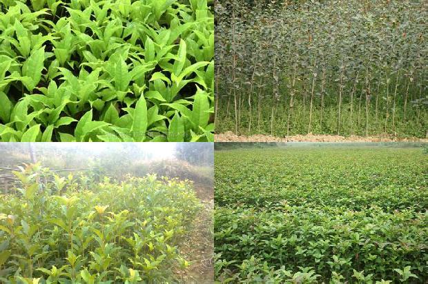 50公分的桂花树价格1675990619064