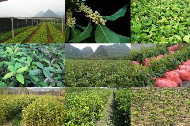 胸径12公分桂花树价格1675990712391