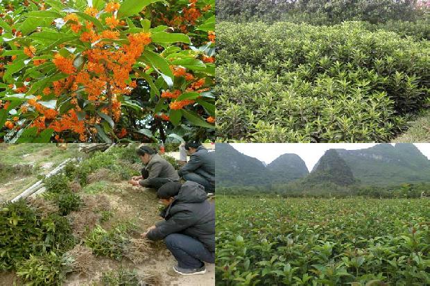 胸径12公分桂花树价格1675990712397