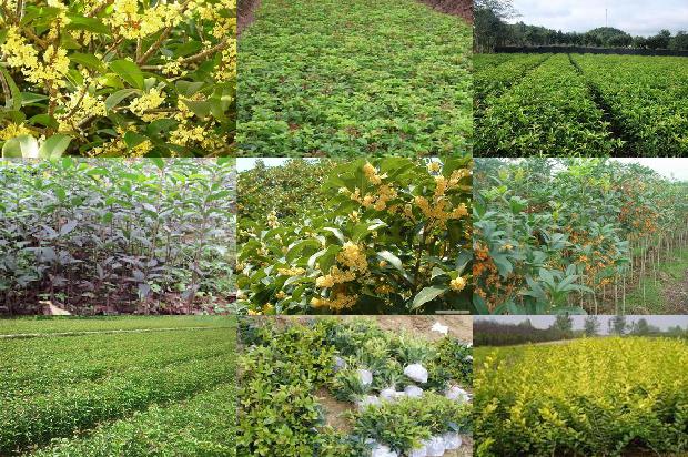 胸径12公分桂花树价格1675990712403