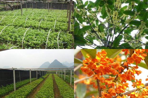 15公分的桂花树价格1675990894012