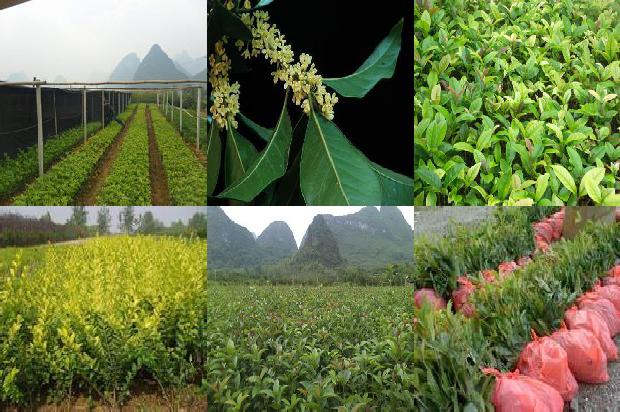 十年以上桂花树10公分价格1675990924318