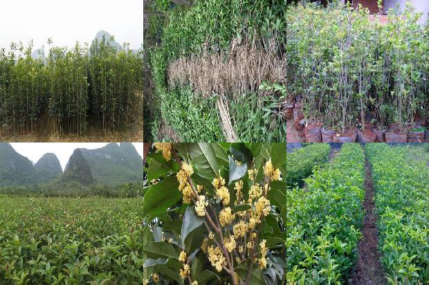 30公分桂花树价格1675990964966
