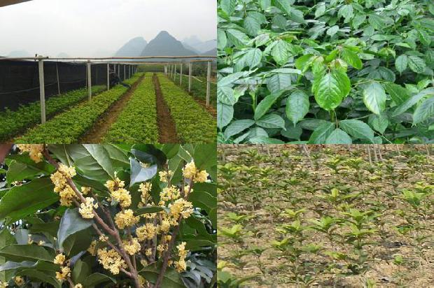 30公分桂花树价格1675990964972