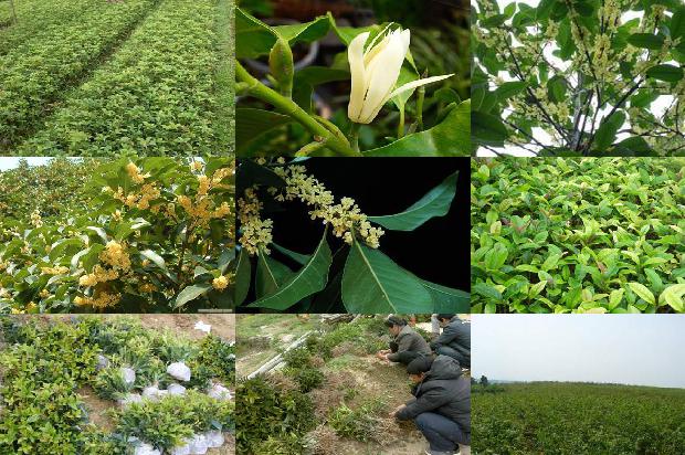 黑糯桂花茶的功效与禁忌1689381731022