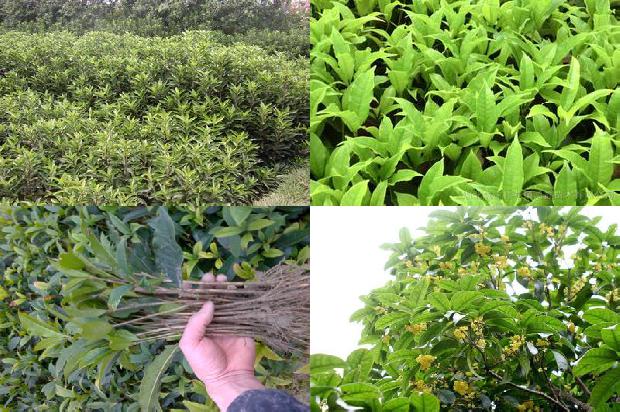 1公分桂花树价格1675991169138
