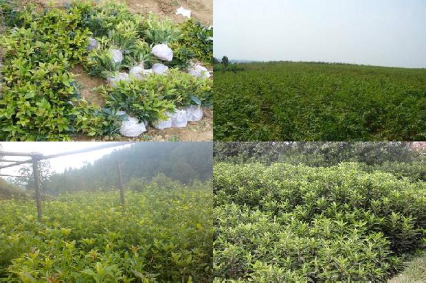 六年桂花树品种及价格表1675991183680