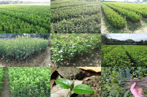 桂花苗价格行情最新1689899470111