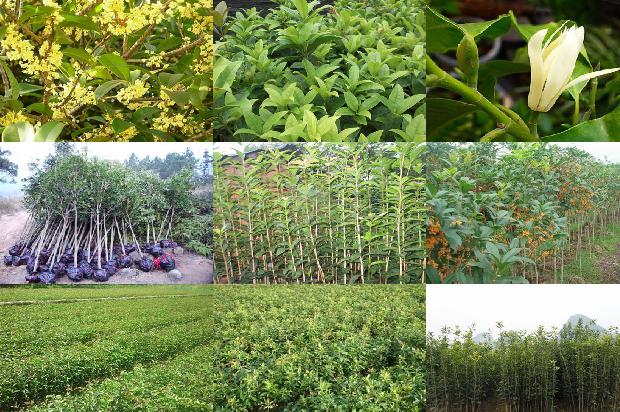 干桂花放了一年还能喝吗1689313178224