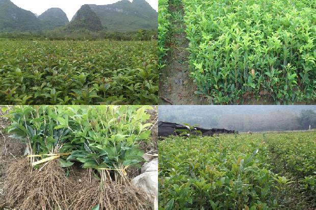 胸径10公分桂花树价格1675991559595