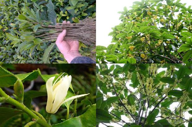 12公分价格桂花树1675991625689
