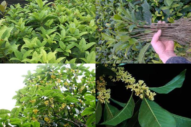 4公分桂花树价格多少1675991649608