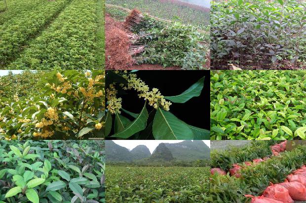 十二公分的桂花树现在什么价格1675991675073