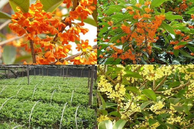 地径15公分桂花树价格1676075008215