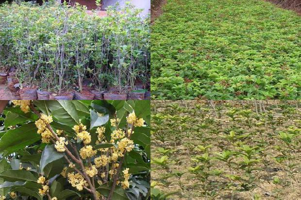 桂花树20公分价格多少1676075168696