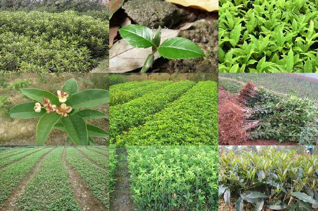 四十年桂花树价格1676075341659