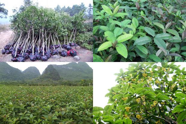 四十年桂花树价格1676075341678