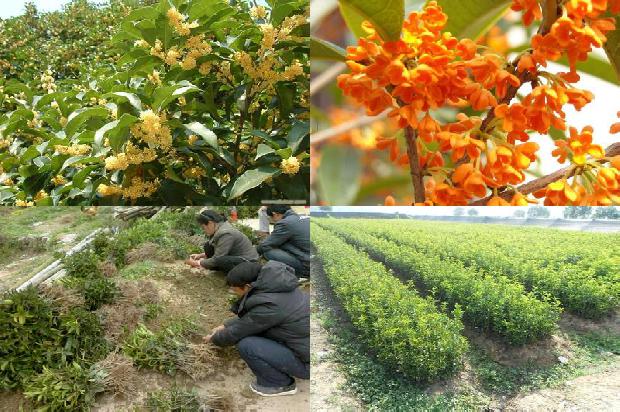 桂花树一年四季都是绿色的吗怎么养活1690332007387