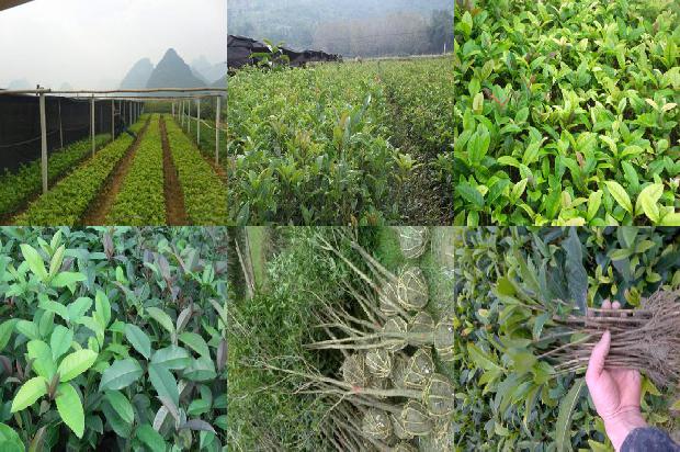 卖桂花树的地方1676076775444