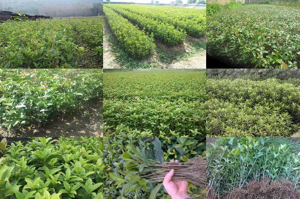 十公分桂花价格查询1676077221041