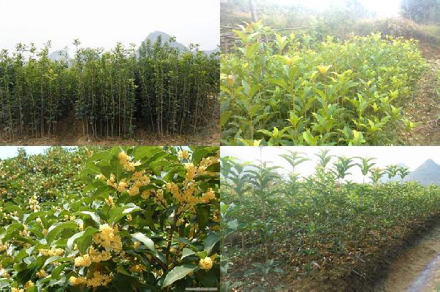 天香台阁桂花一年开几次花呀1690850034774