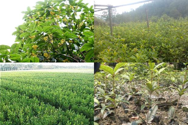 玫瑰茶和桂花茶一起喝要禁忌什么1689208606502