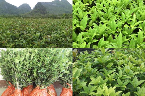 桂花树叶子发硬1688792698662