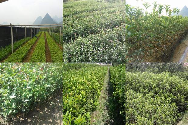 桂花茶高血压能喝吗1689576673108