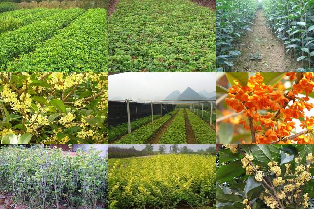 桂花茶可以搭配什么茶饮1689577057595