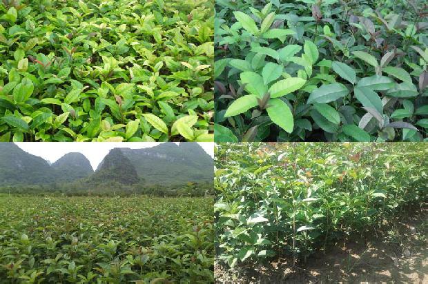 桂花树栽植时间及管理1690849947839