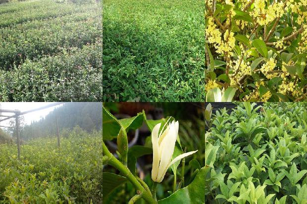 胸径5公分桂花价格1676078542707