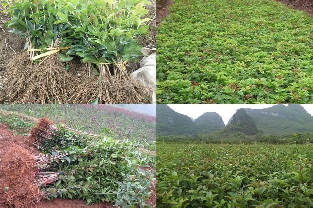 桂花树多少钱棵1676078699882