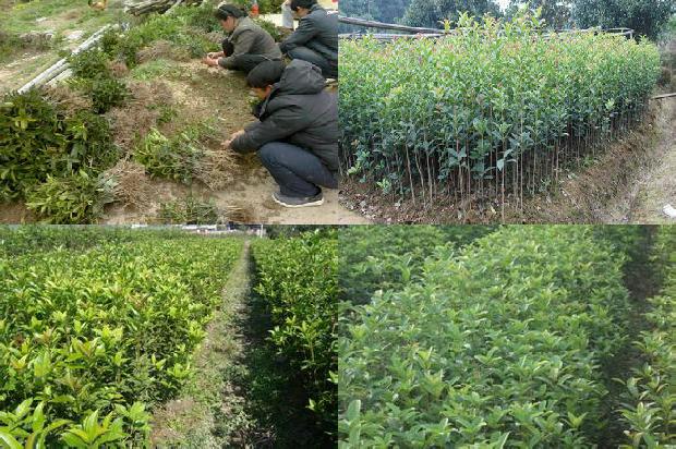 桂花树什么时候施一次肥料1690677459569