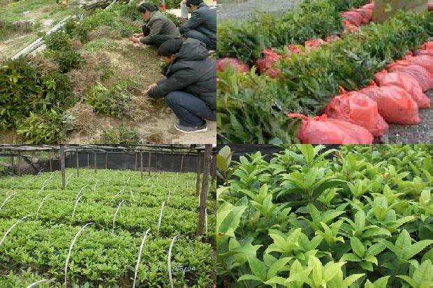 一颗桂花树要多少钱1676161389476