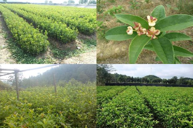 5公分桂花树最新价格1676161484733