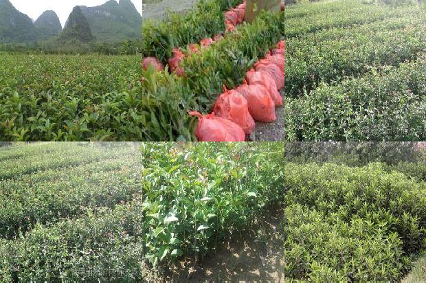 温江桂花树价格1676161559913