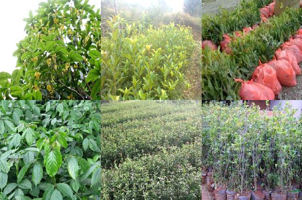 乌梅桂花茶的功效与作用1689467477631