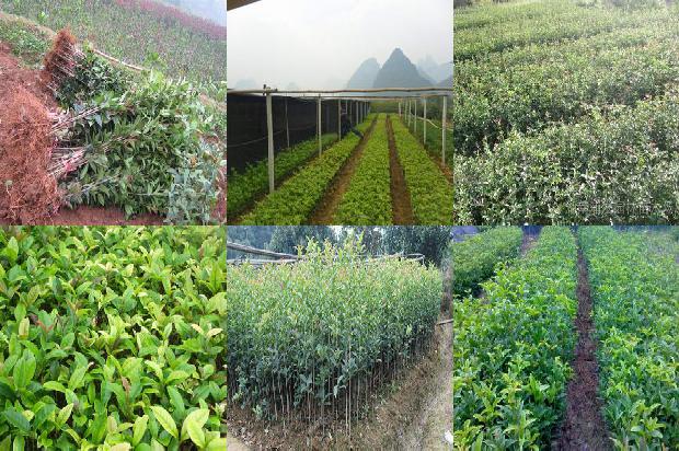什么样的桂花树最值钱又好看1689985757849